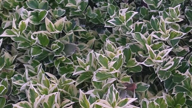 Exploring the beauty of Japanese euonymus bush with vibrant green and white leaves in a serene garden setting