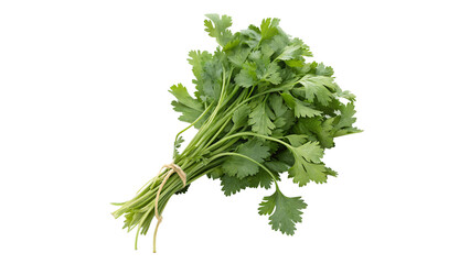 Fresh bunch of organic cilantro leaves isolated on transparent background