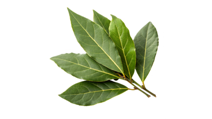 Fresh laurel leaves isolated on transparent background
