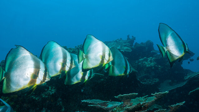 Mozambique, Inhambane, Vilankulo, Batfish (Platax)