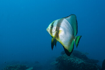 Mozambique, Inhambane, Vilankulo, Batfish (Platax)