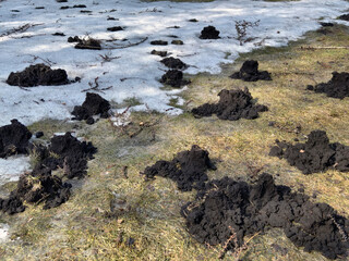 Molehills in a Spring meadow in the garden.