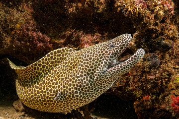 Mozambique, Inhambane, Vilankulo, Laced, Honeycomb Moray Eel (Gymnothorax favagineus)