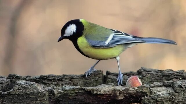 Great tit looking for food and looking in different directions in the forest slow motion