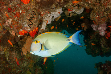 Mozambique, Inhambane, Vilankulo, Dussumier's Surgeonfish, Eye-stripe Surgeonfish (Acanthurus dussumieri)