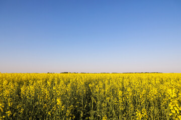 Rural landscape - yellow rapeseed field and blue sky. Cultivation of agricultural crop. Summer nature background