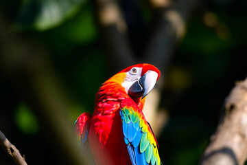 Stunning Scarlet Macaw Perched on a Tree Branch, Showcasing Its Vibrant Red, Yellow, and Blue Plumage in a Tropical Paradise, Vibrant Wallpaper