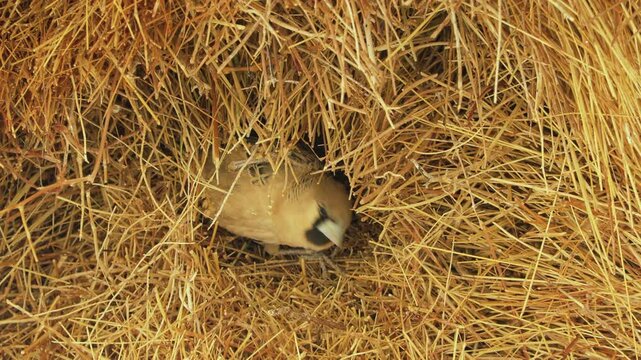 A sociable weaver bird peers out of its nesting tube in a large communal nest. It turns its head and scans surroundings. Then it retreats back into the nest. Close-up.