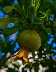 Pomegranate is growing on tree