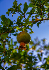 Pomegranate is growing on tree