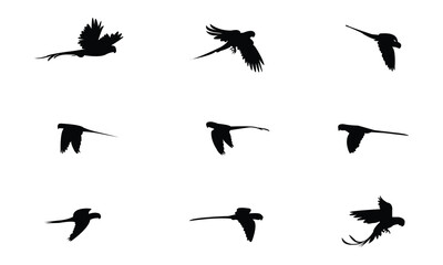 Obraz premium Flying Alexandrine parakeet bird Silhouette Design And Vector Illustration. 