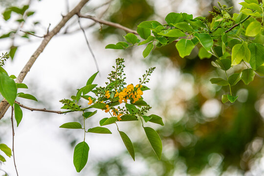 The national flower of Myanmar, (Pterocarpus macrocarpus) or, Burma padauk in Burmese (Padauk Flower), is a beautiful golden-yellow flower that blooms during the Myanmar Water Festival (Thingyan).