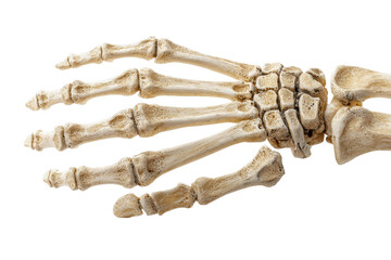 Human hand skeleton anatomy bones on black background, cut out