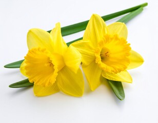 Two beautiful narcissus (Narcissus) flowers with green leaves close up on white isola