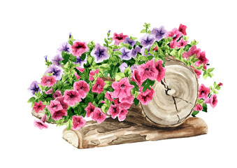 Rustic composition with Petunia flowers. Hand drawn watercolor illustration isolated on white background