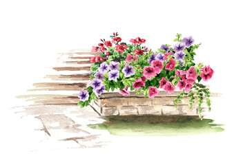 Rustic style composition with Petunia flowers on the stairs. Hand drawn watercolor illustration isolated on white background