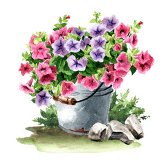 Rustic style composition with Petunia flowers. Hand drawn watercolor illustration isolated on white background