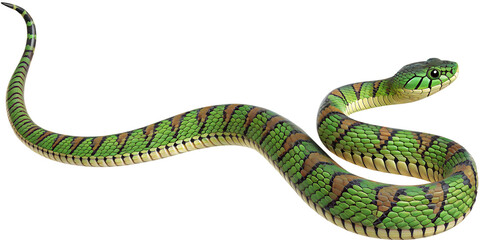 Obraz premium Green snake isolated on white background png ai generated isolated on a white background