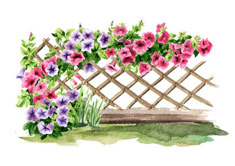 Fence with a climbing Petunia flowers. Hand drawn watercolor illustration isolated on white background