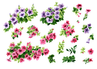 Petunia flowers set. Hand drawn watercolor illustration isolated on white background