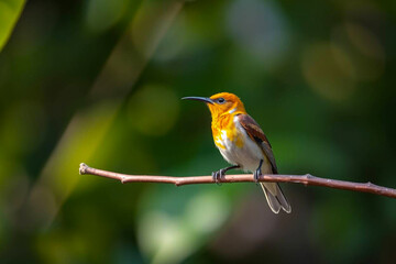 Fototapeta premium Beautiful Sunbird Perched on a Tree Branch, Showcasing Its Vibrant Plumage and Delicate Features in a Lush Natural Setting, Vibrant Wallpaper