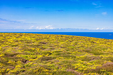 Flowering moor with yellow ulez flowers in bloom with a seascape view