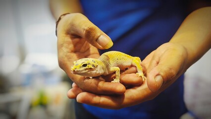 A hand holding a leopard gecko, The leopard gecko is brown and white
