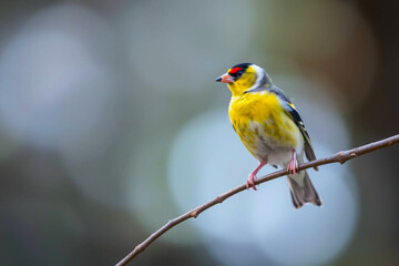 Vibrant Goldfinch Perched on a Tree Branch, Showcasing Its Bright Yellow and Black Plumage in a Serene Natural Setting, Vibrant Wallpaper