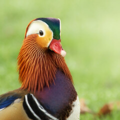 Closeup portrait of a beautiful male Mandarin duck on a meadow
