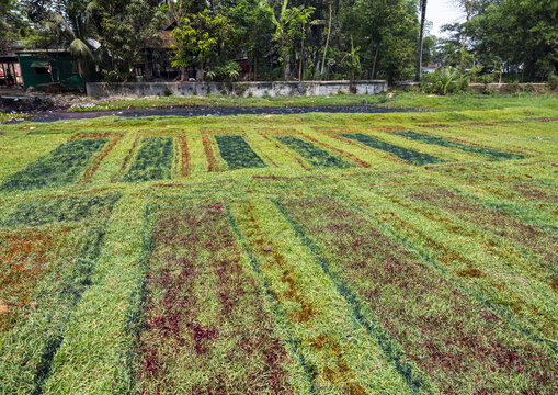 Traces of dyed fabrics that have stained the lawn in a batik factory, Chittagong Division, Comilla, Bangladesh