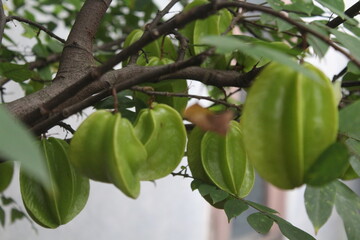 Carambola  star fruit  the fruit of Averrhoa carambola