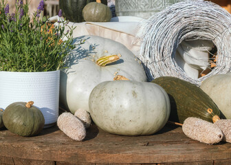 Display of gray and green squashes and a lavender plant on a table 