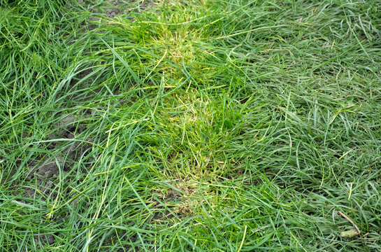 Textured background of fresh grass clipped on garden path. High quality photo