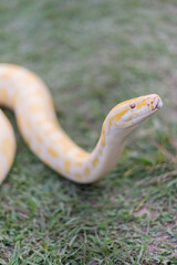 A stunning yellow Burmese python is sprawled across a vibrant green lawn, its sleek, golden scales gleaming under the sunlight. The intricate patterns on its body showcase the natural beauty
