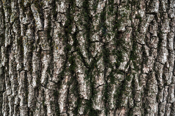 bark of old deciduous tree close-up. texture. abstract background