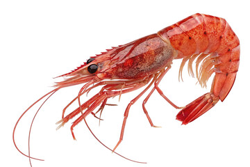 3D Red shrimp isolated on transparent background for design purposes