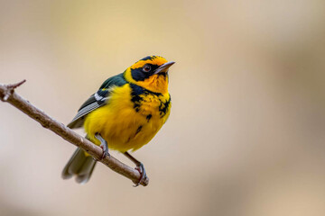 Bright Yellow Tanager Perched on a Tree Branch, Displaying Its Vibrant Yellow Plumage in a Tranquil Natural Setting, Vibrant Wallpaper