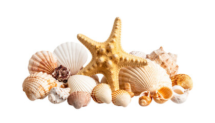 Obraz premium White shells and starfish on the beach 