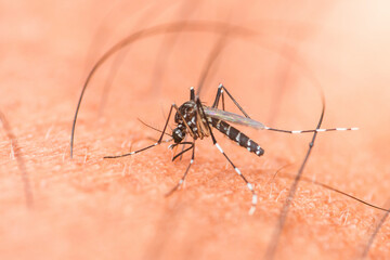 Asian tiger mosquito sucking blood from human skin