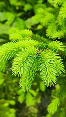 New green shoots on the spruce tree. Young, juicy, green shoots on a coniferous tree close-up. Spruce branches as a green background.