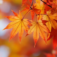 Vibrant autumn leaves in warm hues.