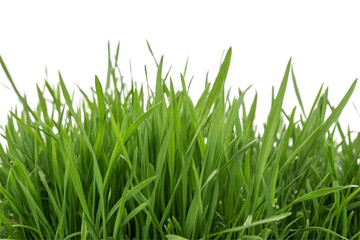 Green grass isolated on transparent background