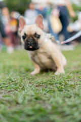 Obraz premium a cheerful white French Bulldog, also known as a Frenchie, strolling through a lush green field. Its wrinkled face and distinctive bat-like ears add to its adorable charm.