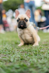 Fototapeta premium a cheerful white French Bulldog, also known as a Frenchie, strolling through a lush green field. Its wrinkled face and distinctive bat-like ears add to its adorable charm.