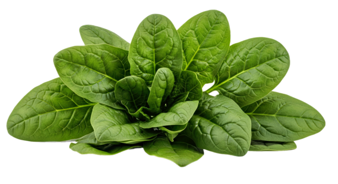 Fresh Spinach Isolated: Healthy Leafy Green, Transparent Background, Culinary Use