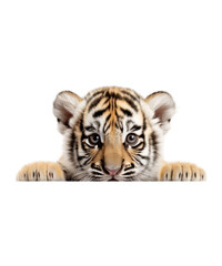 Obraz premium Regal bengal Peeking tiger with stripes on white background, a wildcat predator