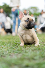 Obraz premium a cheerful white French Bulldog, also known as a Frenchie, strolling through a lush green field. Its wrinkled face and distinctive bat-like ears add to its adorable charm.