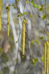 Common birch branches with new leaves and flowers - Latin name - Betula pendula