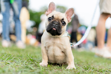 Fototapeta premium a cheerful white French Bulldog, also known as a Frenchie, strolling through a lush green field. Its wrinkled face and distinctive bat-like ears add to its adorable charm.