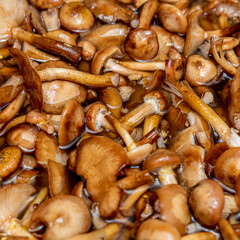 Delicious honey mushrooms in a ceramic plate . Honey fungus (Armillaria mellea) mushrooms in the bowl. Selective focus. Shallow depth of field.Mushrooms in a saucepan.